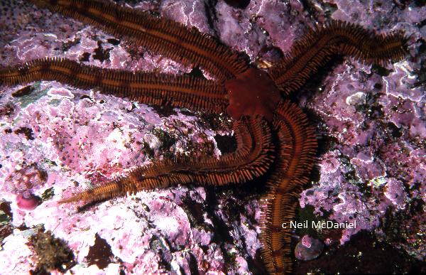 Photo of Ophiopteris papillosa by <a href="http://www.seastarsofthepacificnorthwest.info/">Neil McDaniel</a>